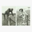 Afbeeldingen van postkaart coll jan de smet 2012 press foto dog / life 4/7/1949