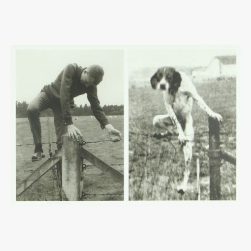 Afbeeldingen van postkaart coll jan de smet 2012 press foto dog / life 4/7/1949
